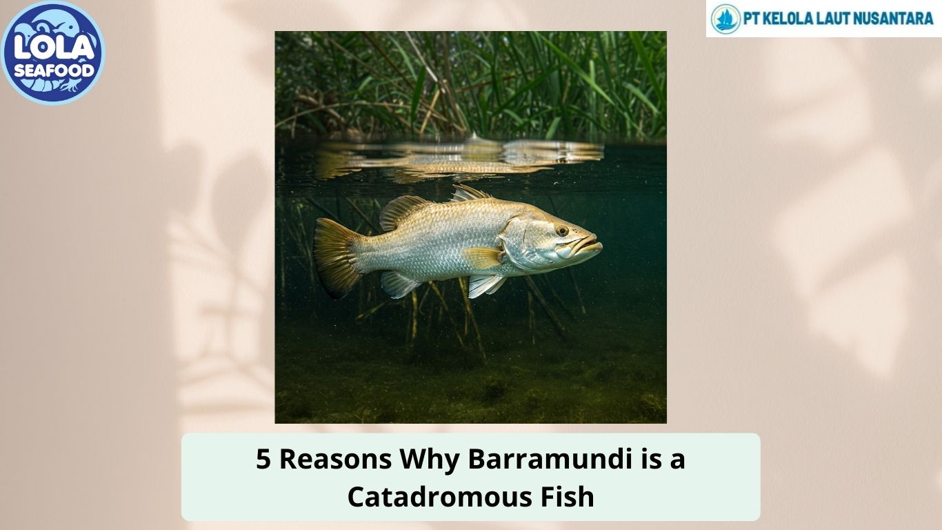 5 Reasons Why Barramundi is a Catadromous Fish